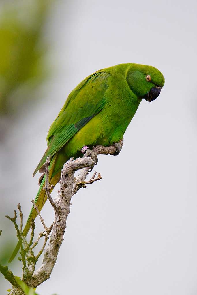 Flora and Fauna, Black River Gorges National Park