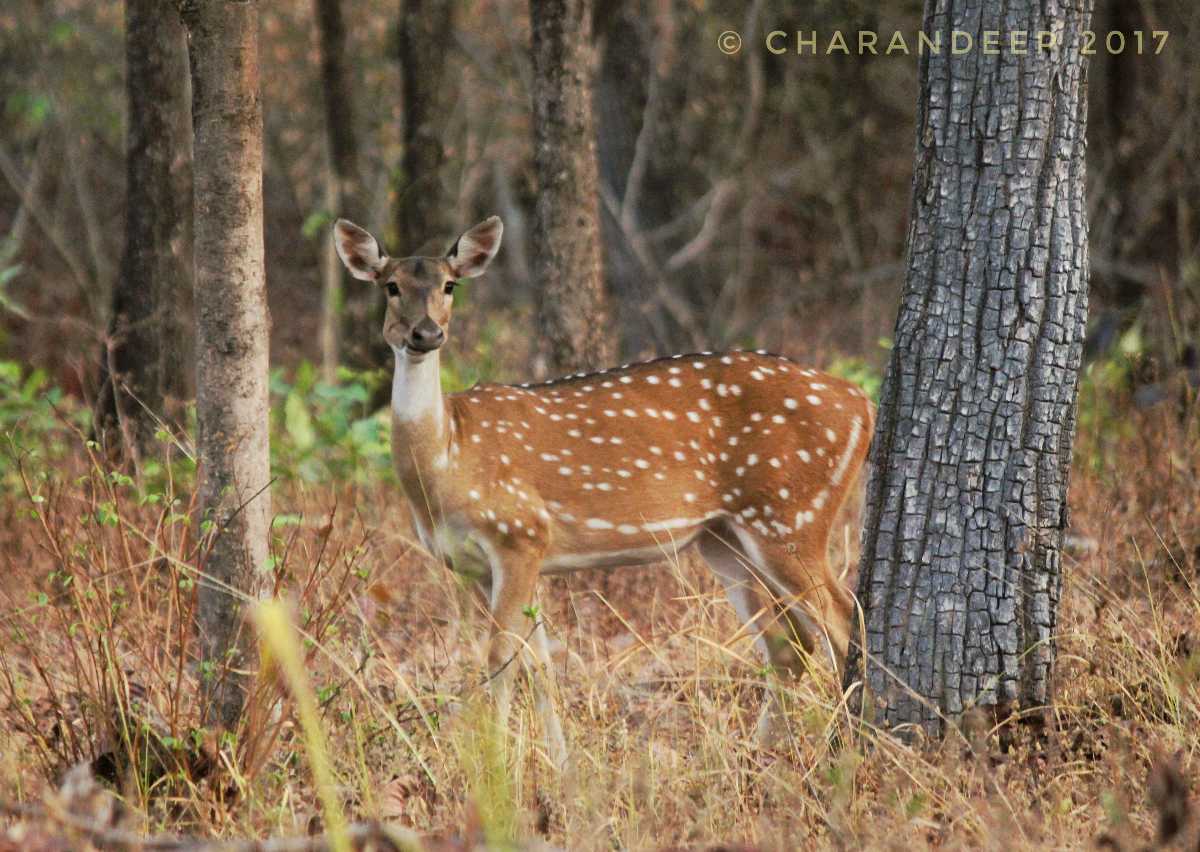 Barnawapara Wildlife Sanctuary