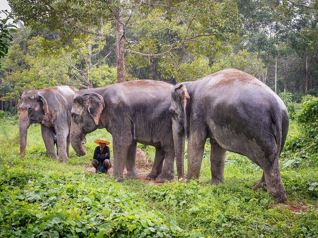 Green Elephant Sanctuary Park