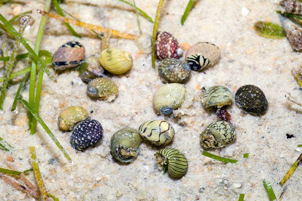 Shells at Lazarus Island
