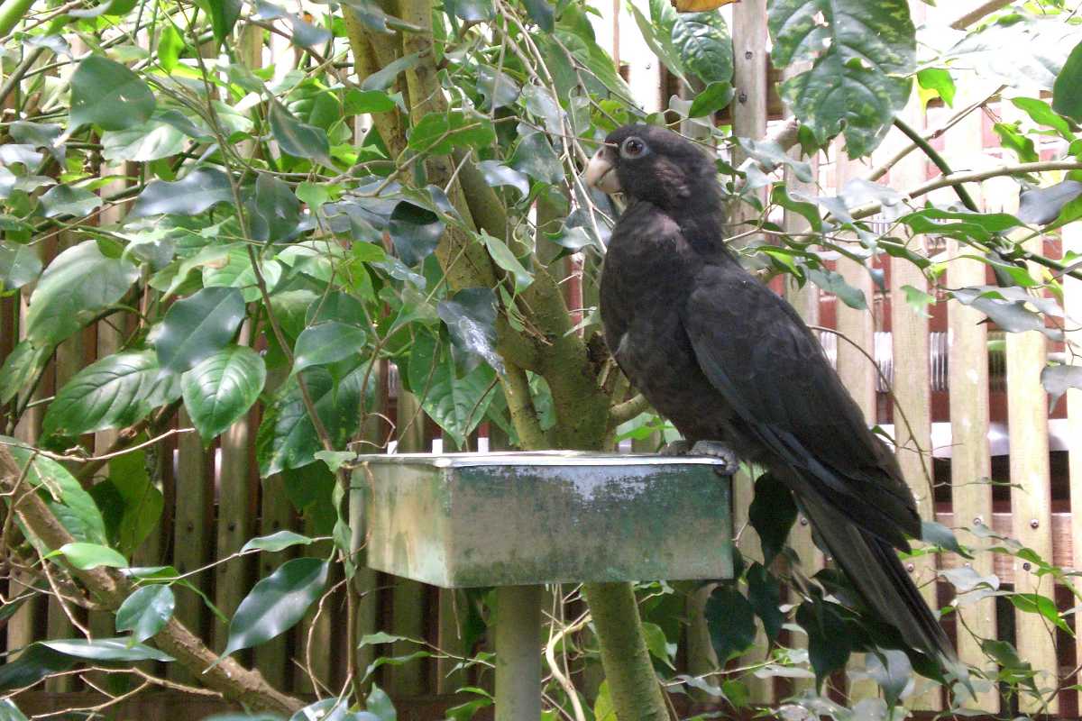 Seychelles Black Parrot, Wildlife in Seychelles