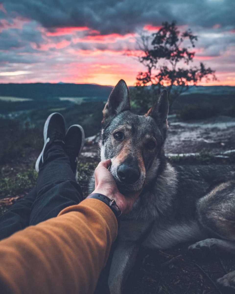 Sitka the wolf dog relaxing while watching amazing views