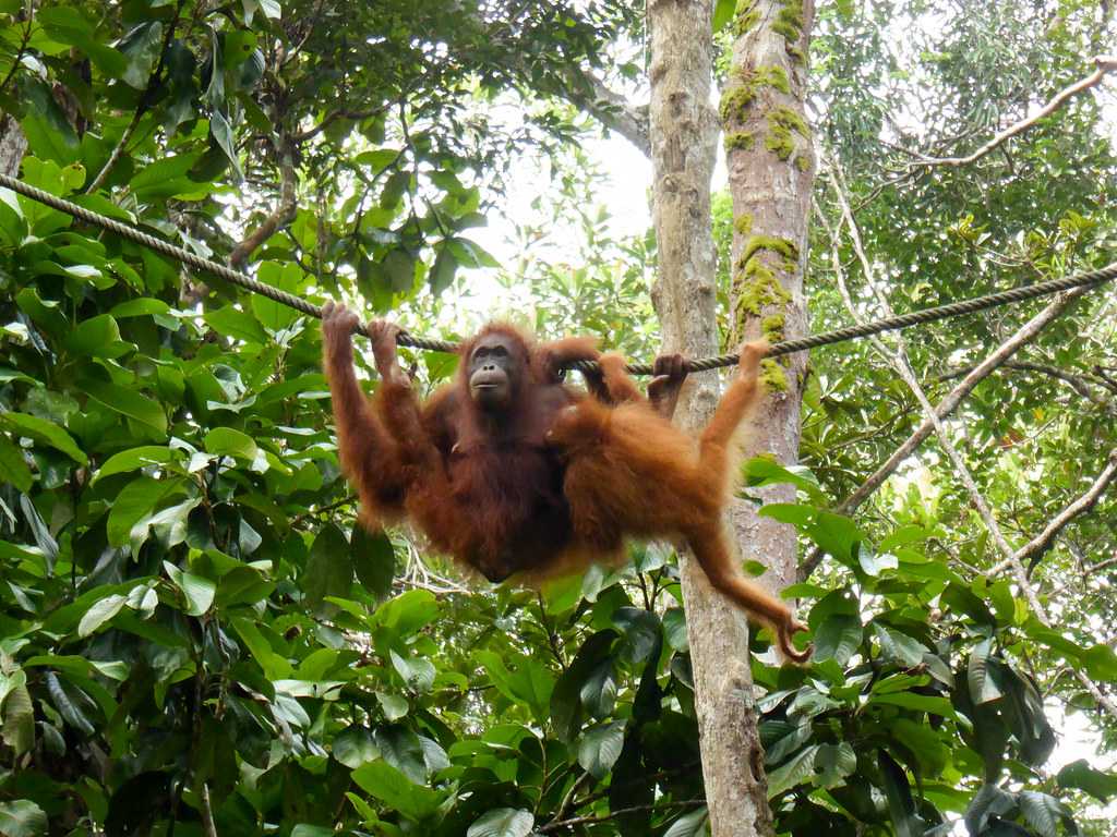 Semenggoh Nature Reserve