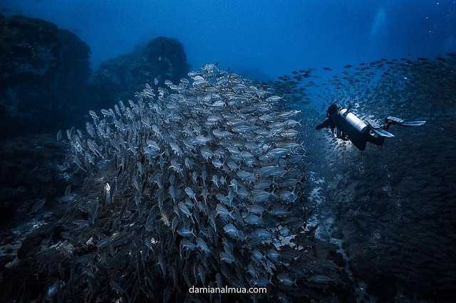 Chumphon Pinnacle Koh Tao, Dive Sites Near Koh Tao