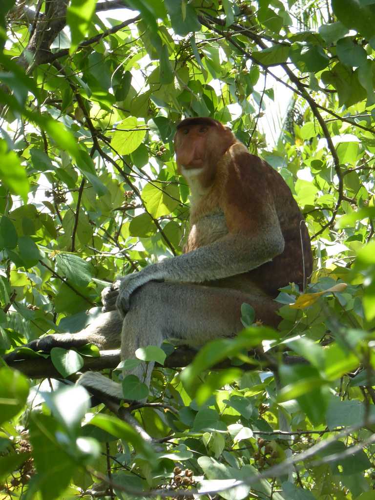 Bako National Park