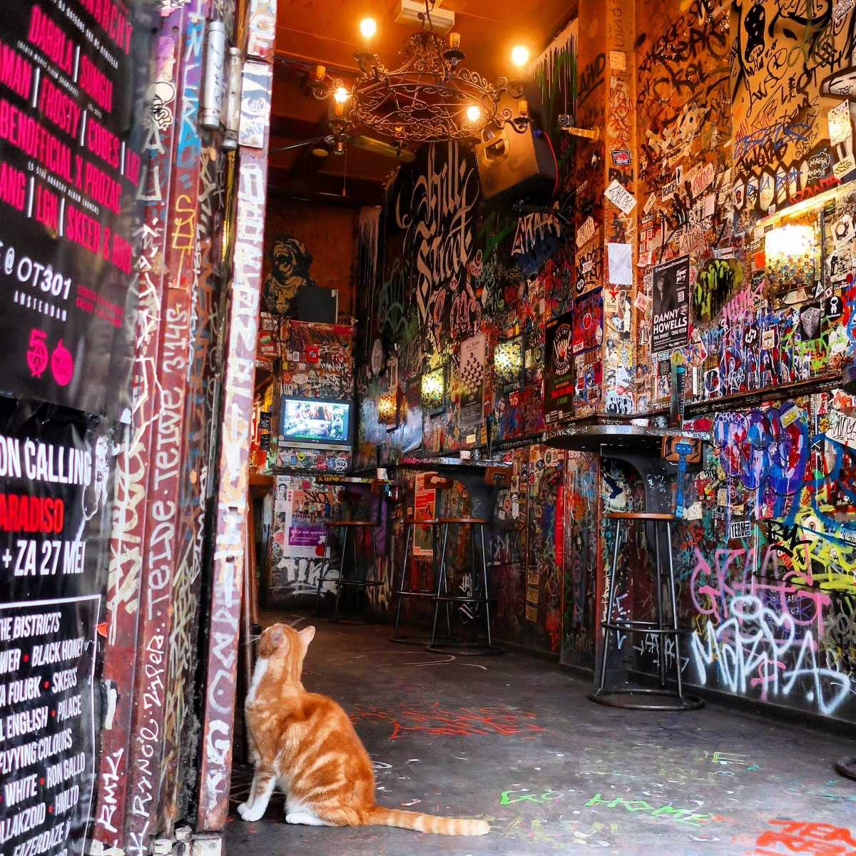 Café Hill Street Blues Nightlife in Amsterdam: 22 Things to Do at Night - Holidify