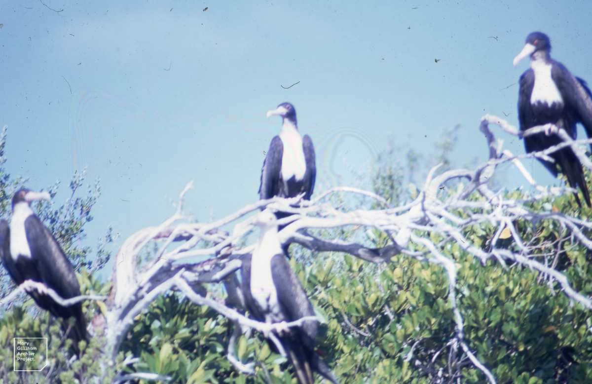 Frigate birds, Wildlife in Seychelles