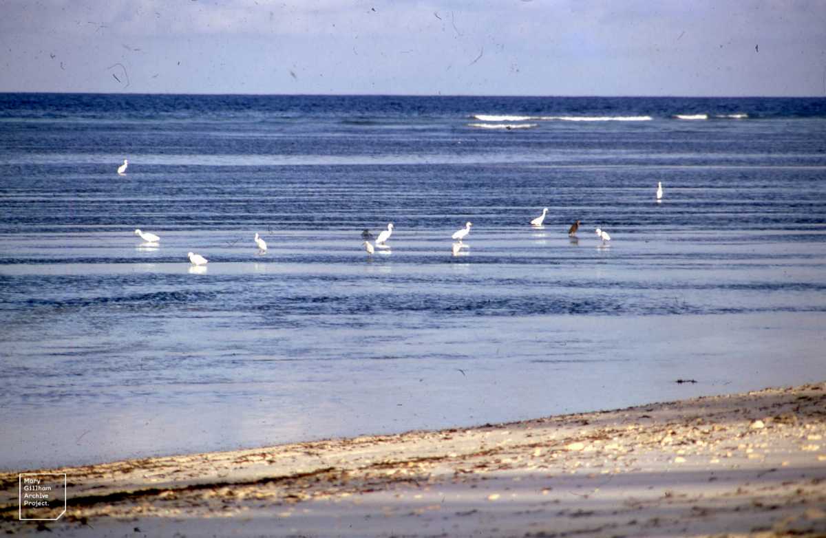 Cattle egret, Wildlife in Seychelles