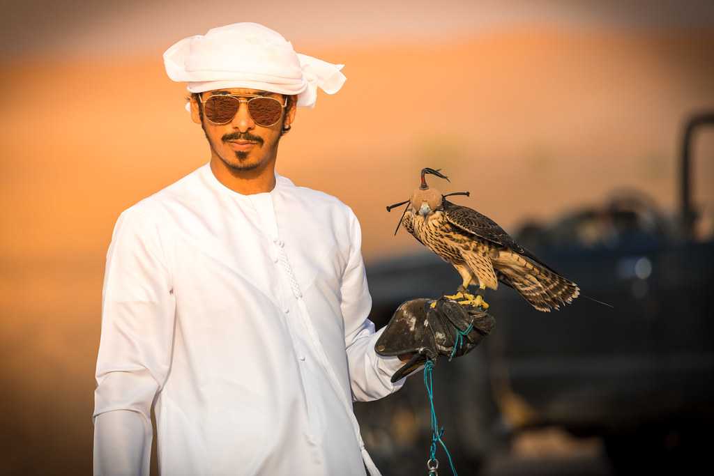 Falconry, Bahrain - Holidify