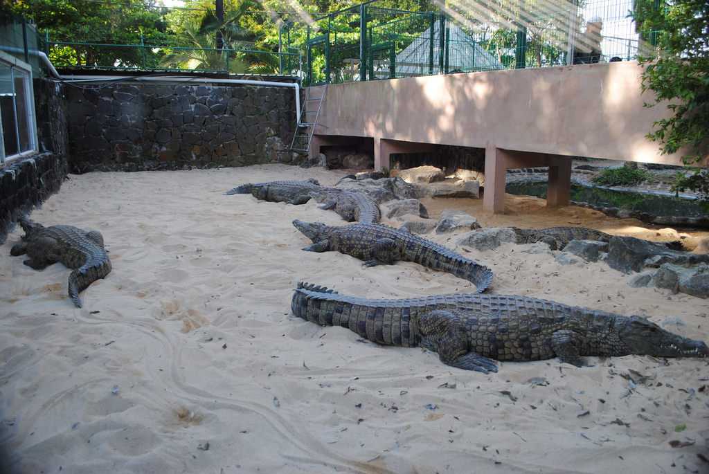 La Vanille Crocodile Farm, Wildlife In Mauritius