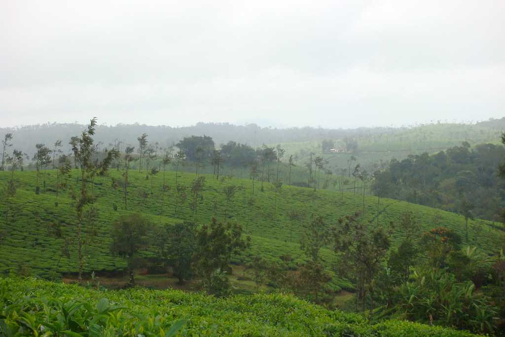 Tea plantations in Coorg