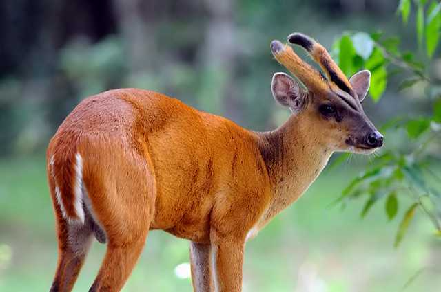 Barking Deer