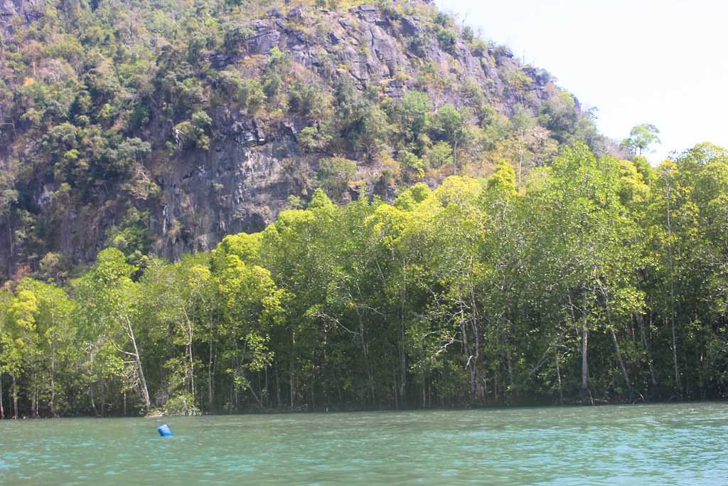 Mangrove Safari