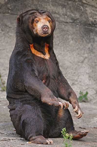 Sun Bear