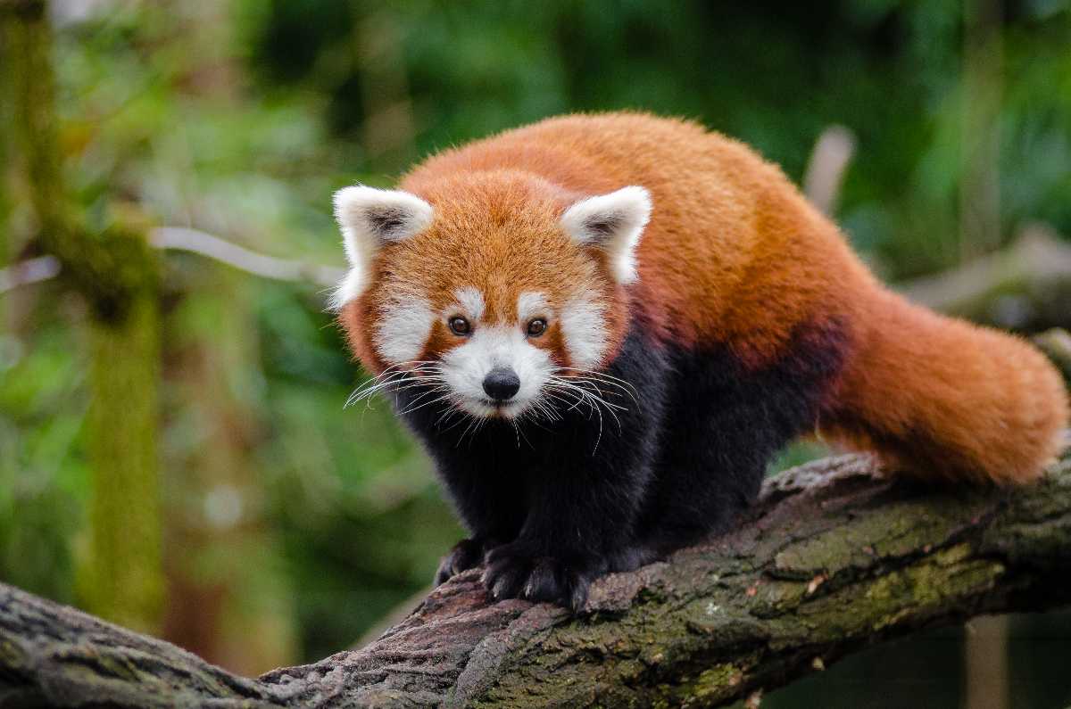 Red Panda, Wildlife Sanctuaries in Bhutan