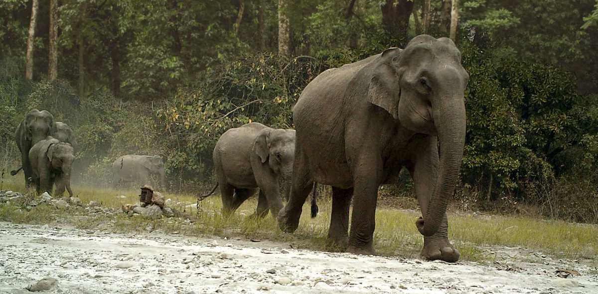 Royal Manas National Park