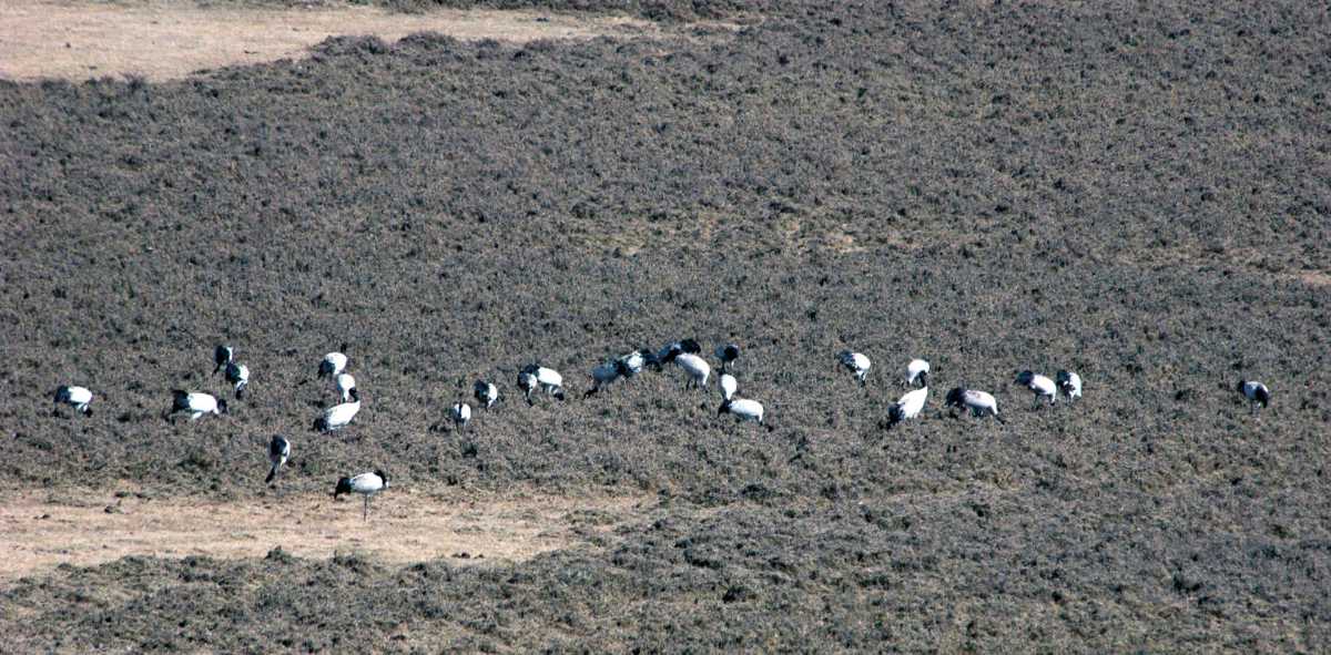 Black-Necked Cranes, Jigme Singye Wangchuk National Park