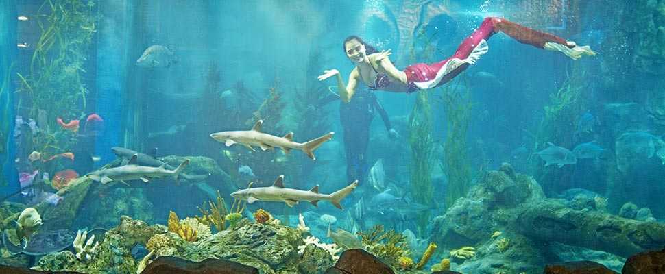 Mermaids at Vinpearl Aquarium Times City