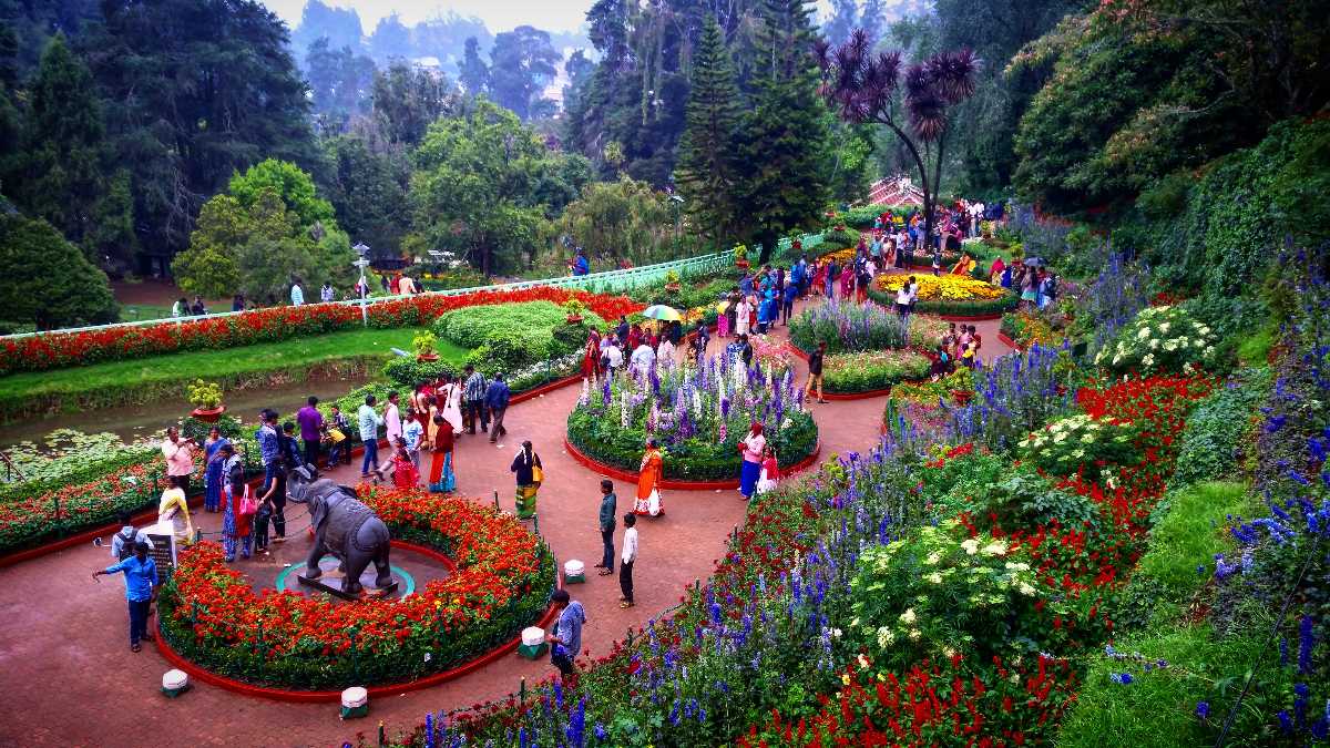Ooty Flower Show 2024 Dates, Venue, How to Reach Holidify