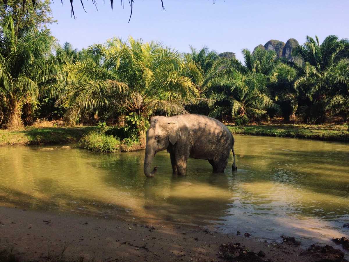 Elephant Sanctuary in Krabi