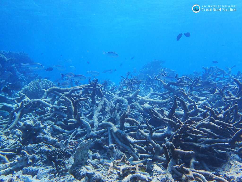 Snorkeling