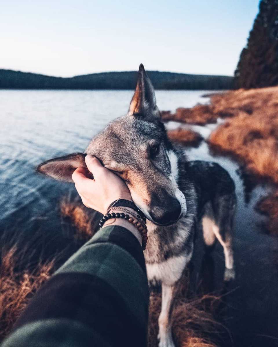 Sitka the wolf dog