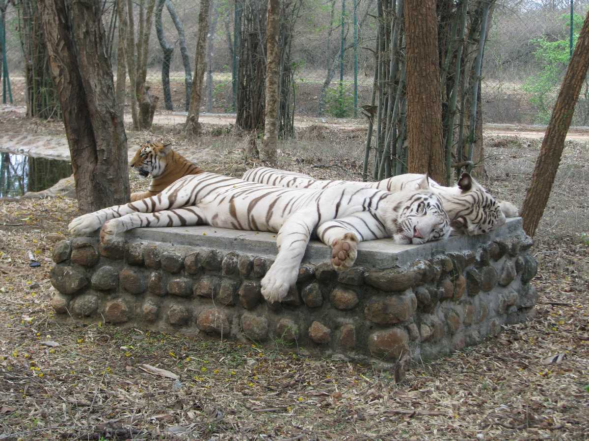 bannerghatta zoo safari fee