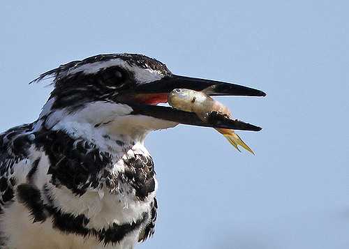 Winter Season, Rajaji National Park, Pied Kingfisher