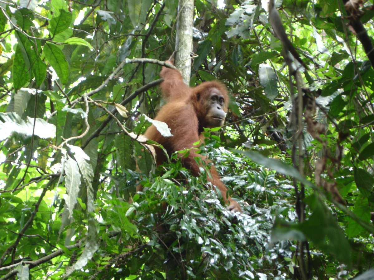 Bukit Lawang