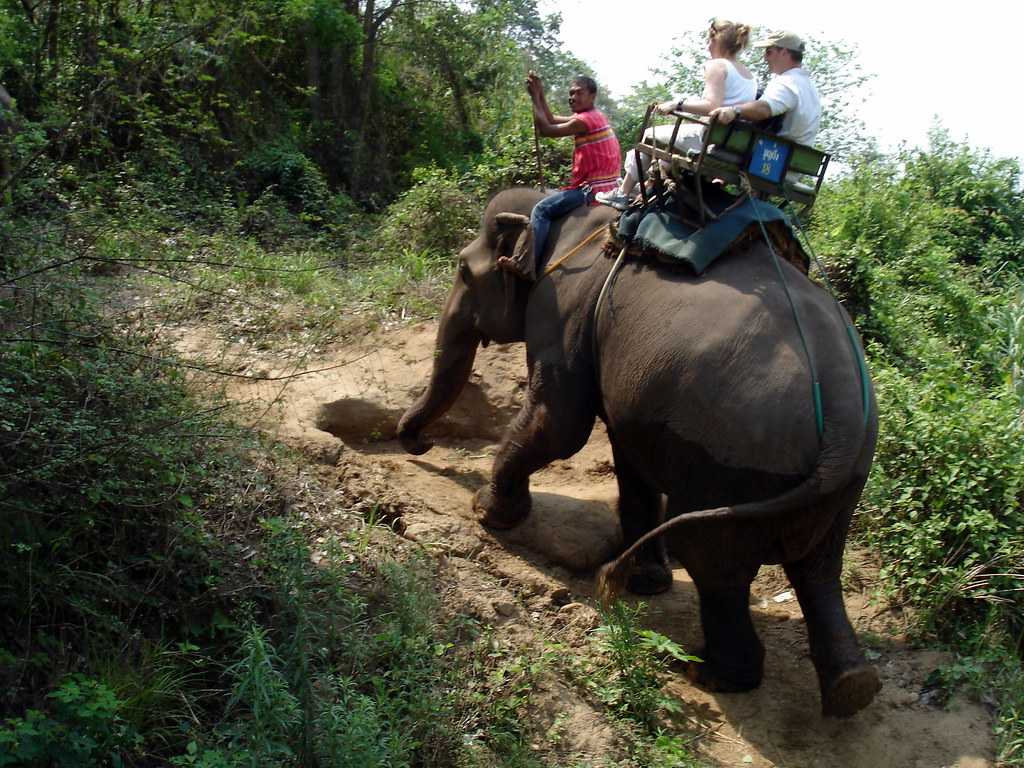 safari world elephant ride