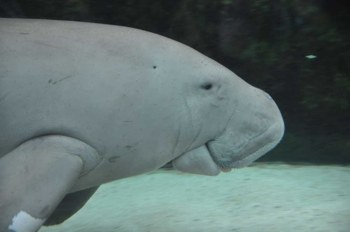 Dugong, Wildlife in Seychelles