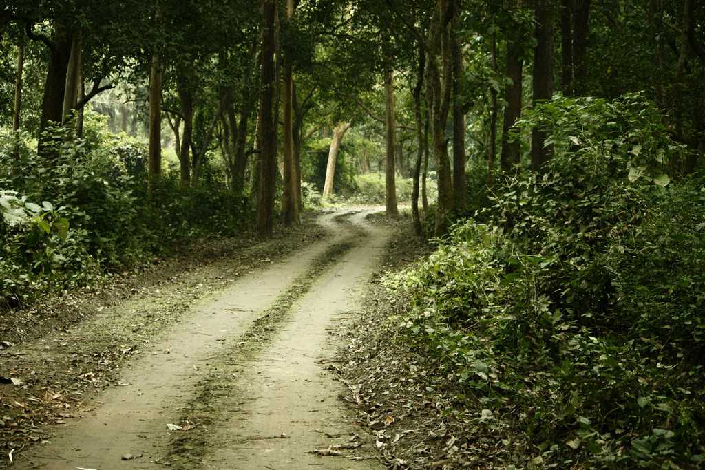 Winter Season, Dudhwa National Park