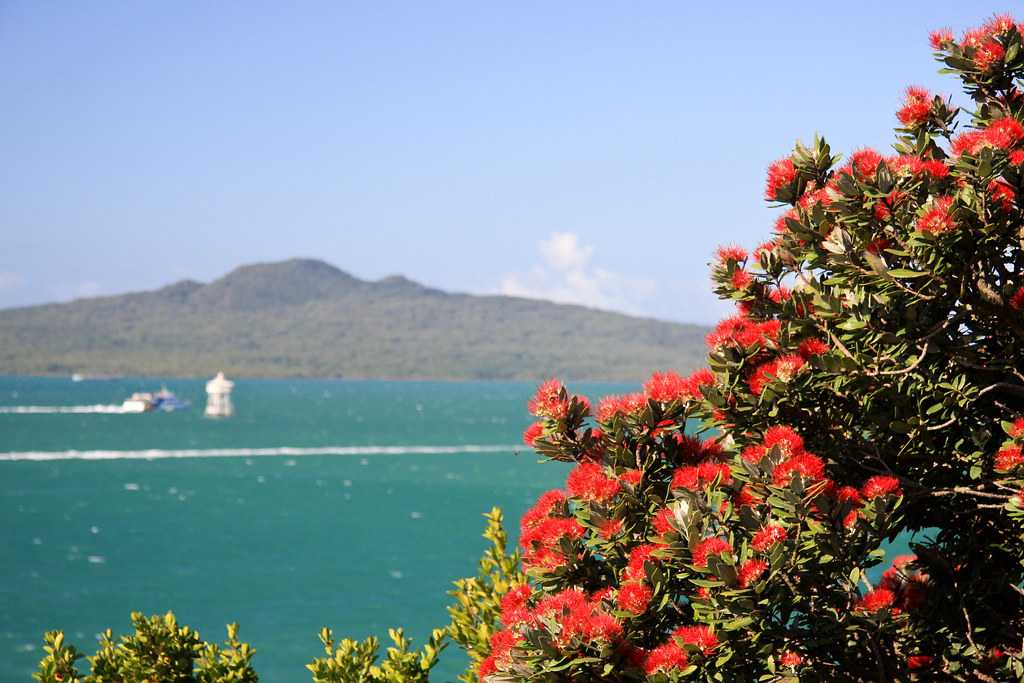 Pohutukawa flowers