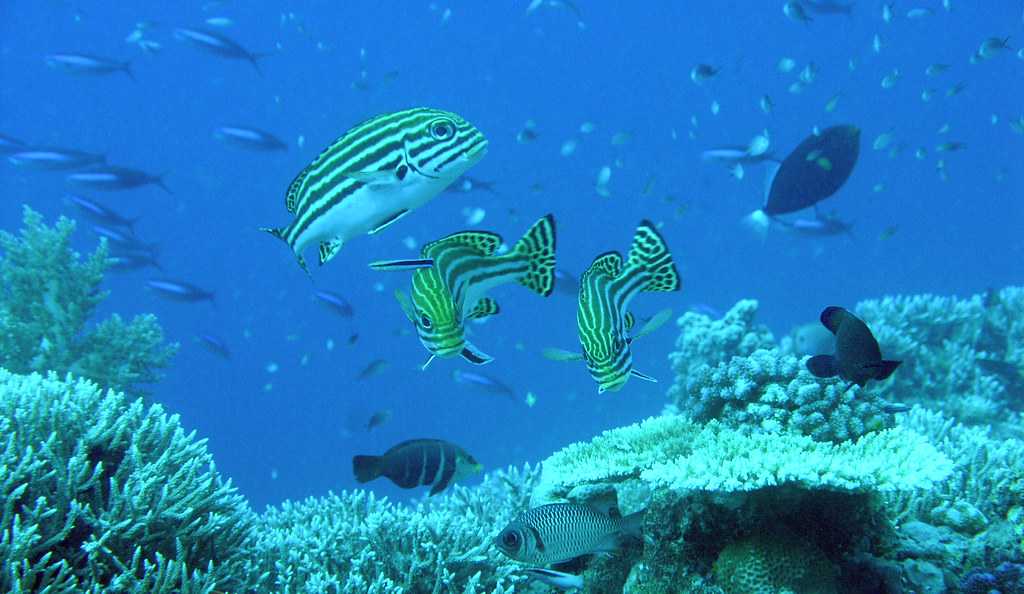 Layan Layang, Scuba Diving in Sabah