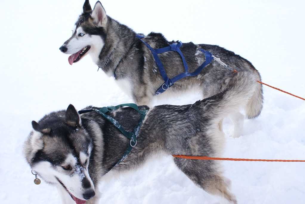 Huskies