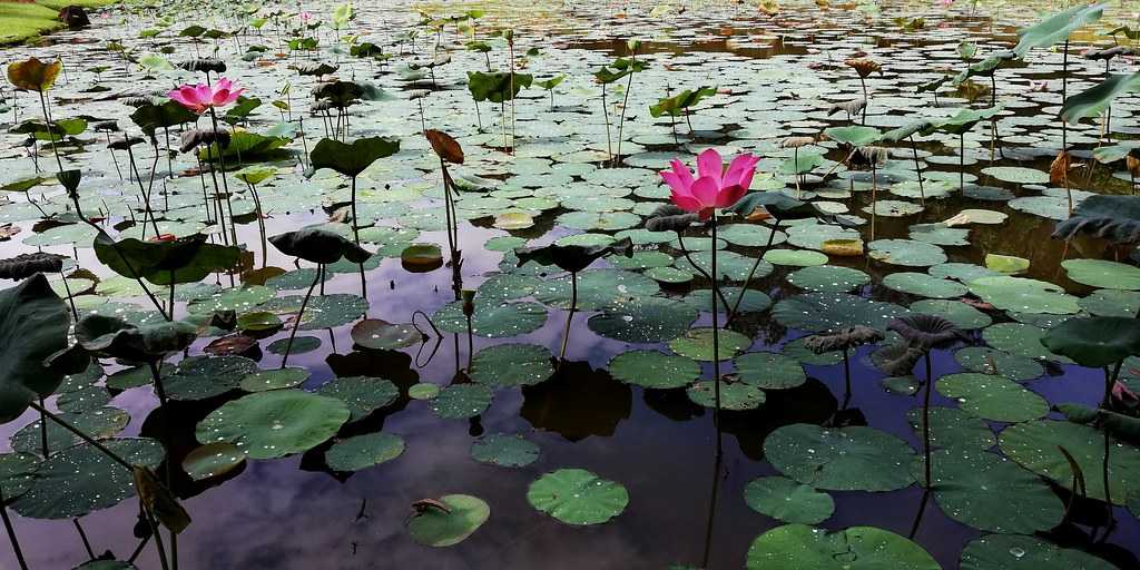 Lotus Pond at Ang Mo Kio Town Garden West Singapore