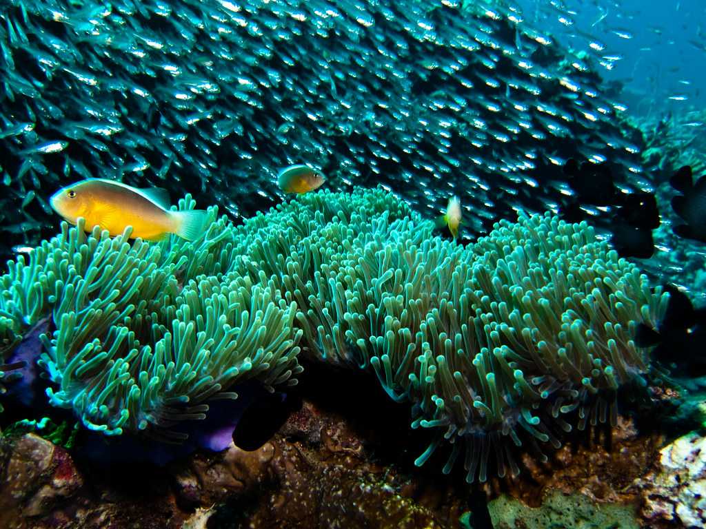 Marine Life in Koh Lipe