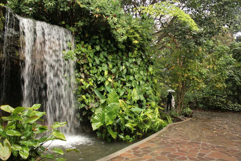 Ginger Garden, Singapore Botanic Garden - Holidify