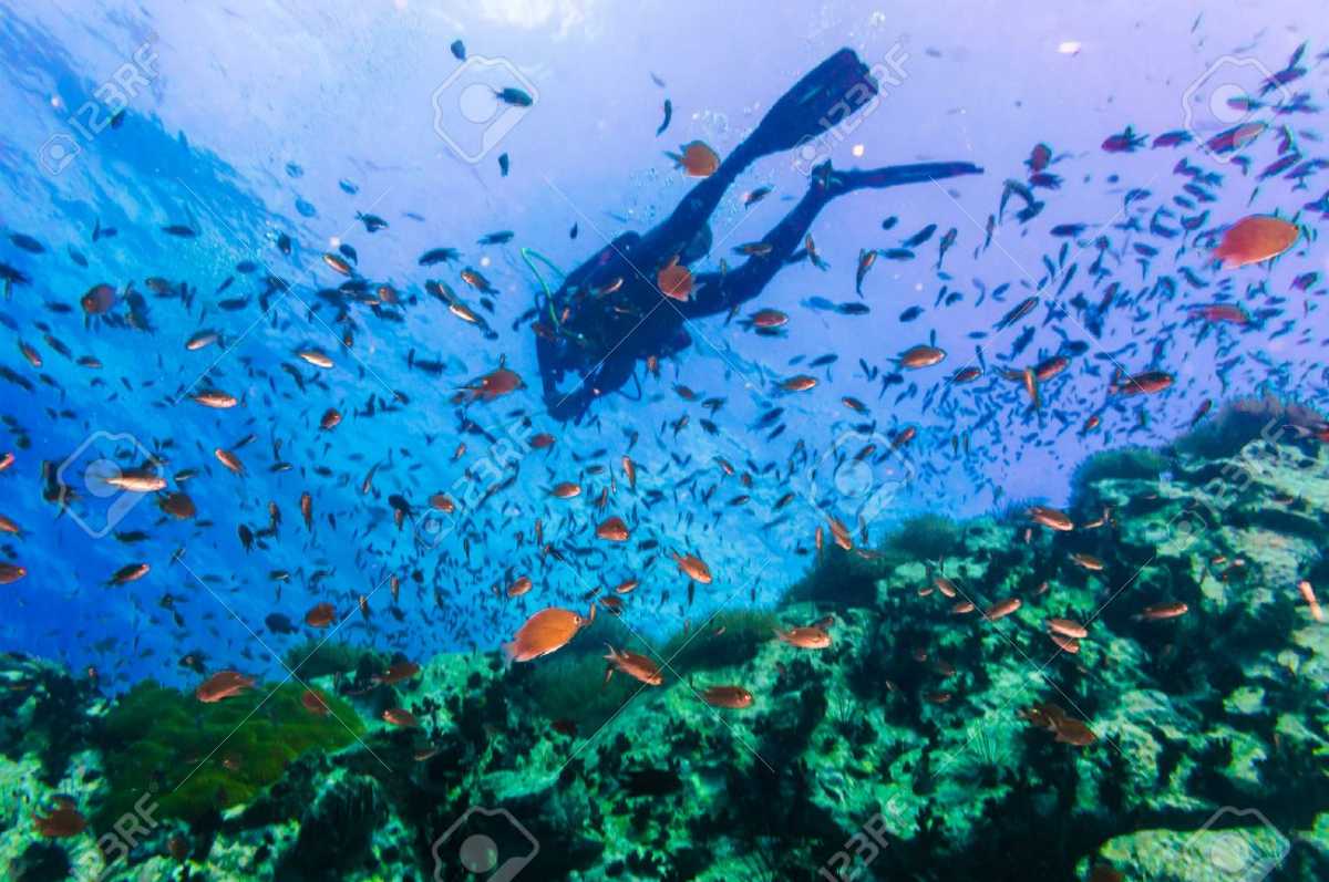 Diving In Koh Tao Guide To The Underwater World In 2020 