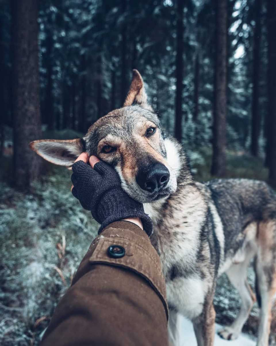 Sitka wandering through the woods