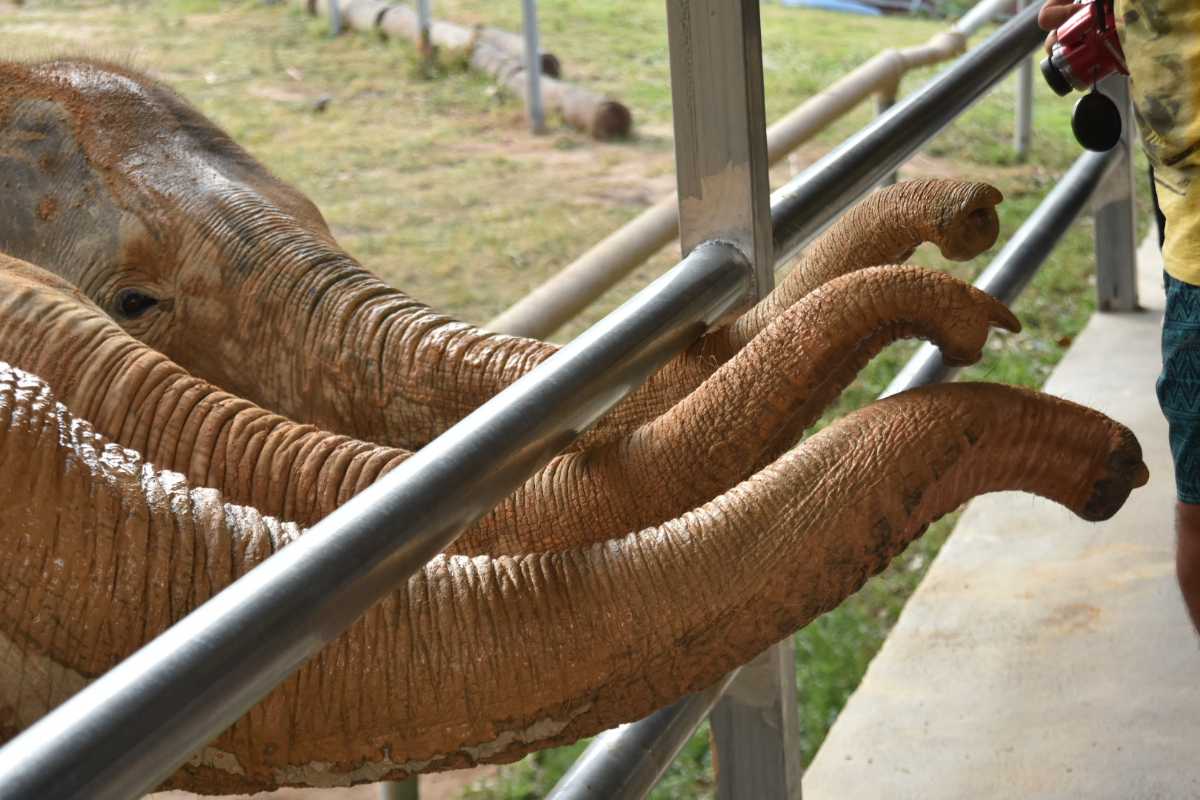 Samui Elephant Sanctuary