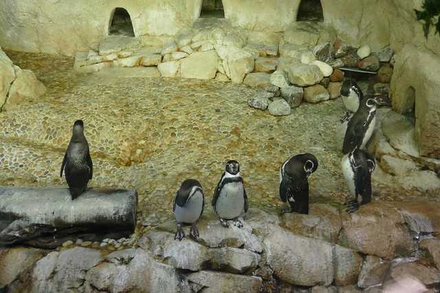 Penguins at Dubai Aquarium & Underwater Zoo