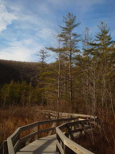 Labrador Nature Reserve Boardwalk