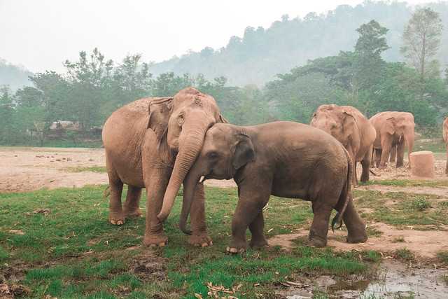 Elephant Nature Park in Chiang Mai