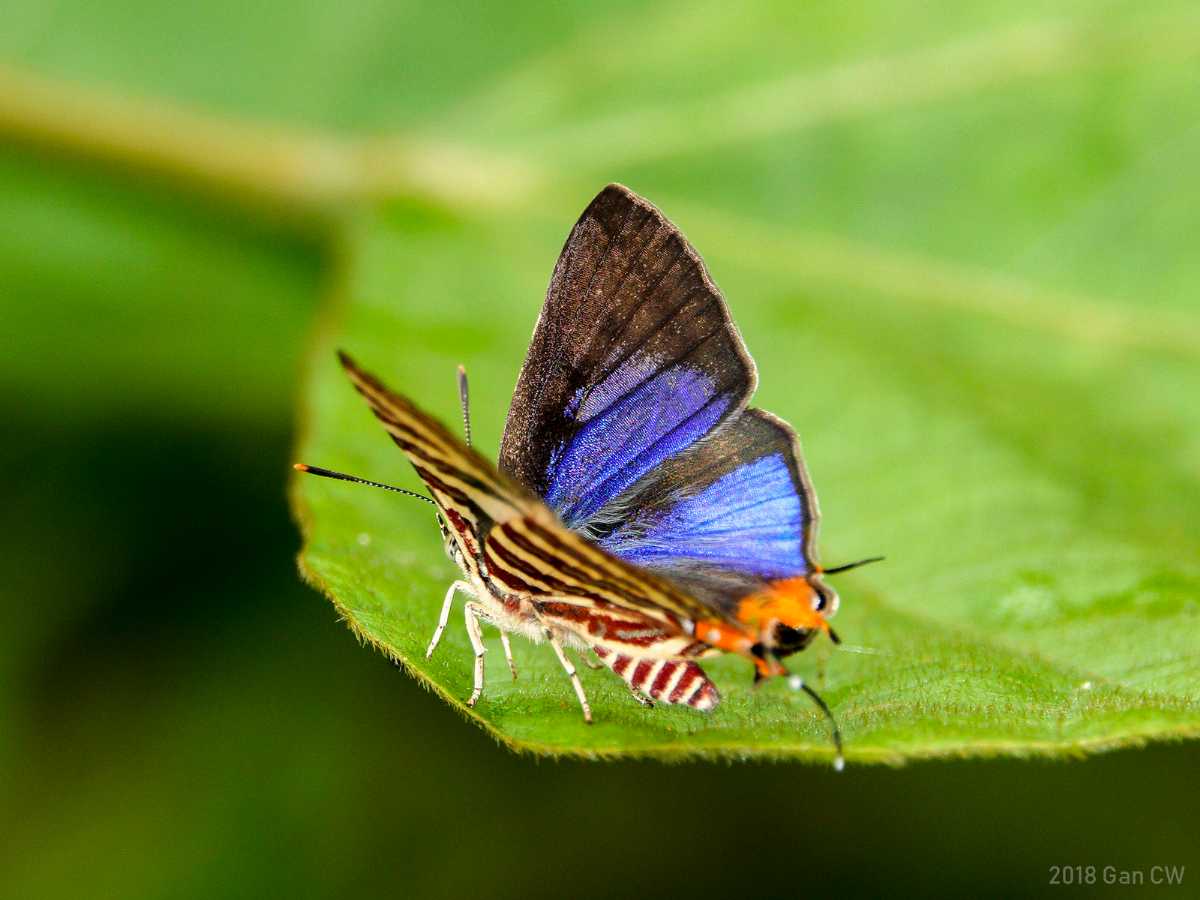 Royal Belum State Park, Malaysia