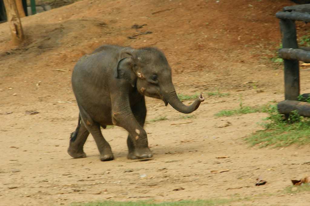 Udawalawe Elephant Transit Home, Elephants in Sri Lanka