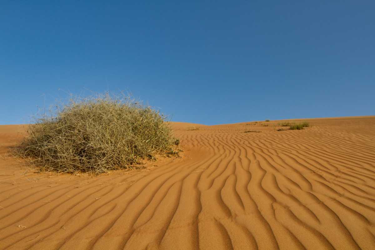 Camping on Wahiba Sands