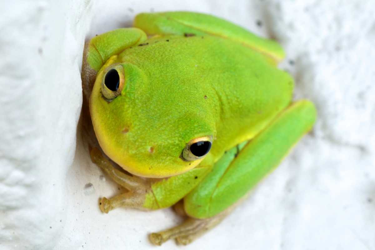 Seychelles tree frog, Wildlife in Seychelles