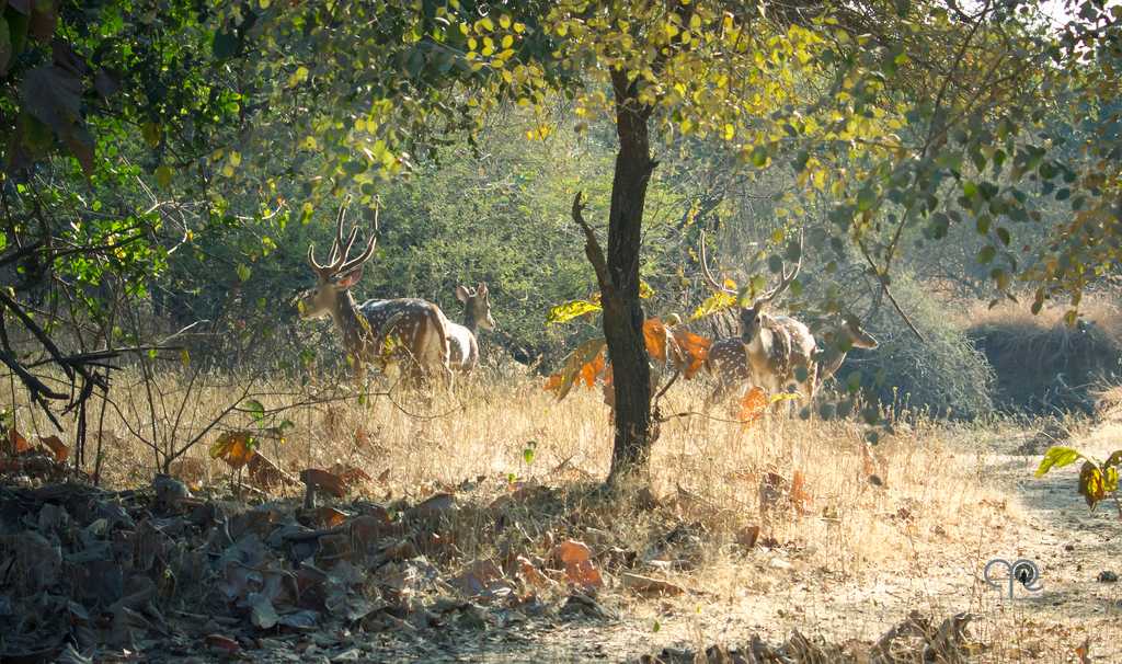 Herd of deer, Gir National Park