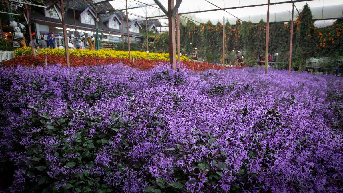 Lavender farm cameron highlands